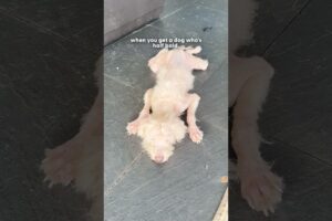 Scraggly Dog Gives His Best Smile So Someone Will Choose Him | The Dodo