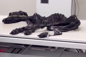 She Was Left in ER With Zero Chance… 365 Days of Tears For This Lifeless Dog