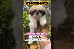 Shih Tzu puppy video Malayalam |dog|puppy sale |pets|cute puppies |small breed |new video