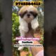 Shih Tzu puppy video Malayalam |dog|puppy sale |pets|cute puppies |small breed |new video