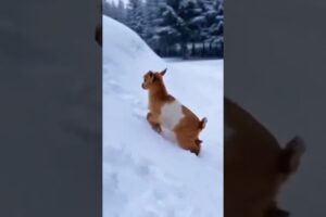 Small Baby Goat Playing and Dancing | Funny and Cute Moments | Amazing Animal Short Video #shorts