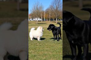 Small Cute Puppies Funny Video #puppy #cute #dog #funny #viral #shorts