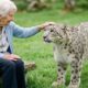 Snow Leopard Escapes Zoo. Everyone Fled but an Old Woman... | Animal Rescue Story