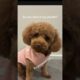 So you want a toy poodle? #dog #puppy #cute #puppies