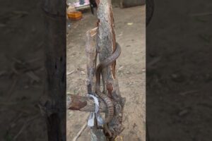 Spectacled Cobra – Silent Strike of Danger🐍⚡ #educational #snake #cobra