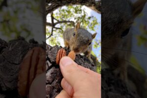 Squirrel Fishing with Baby Shu #animals #games #cute #wildlife #play #time #special #sports #live #1
