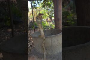Strange Behavior of Cobra Snakes #educational #snake #cobra #wildliferescue