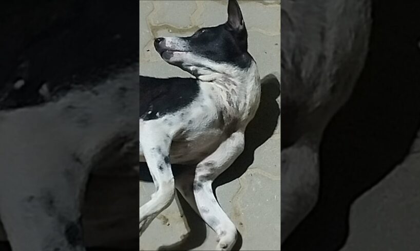 Street's Disregarded Dogs are playing, #animals #birds #insects #reptiles #nature #wildlife #pets