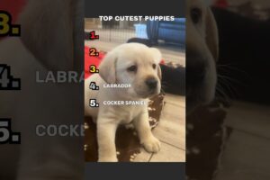 TOP CUTEST PUPPIES