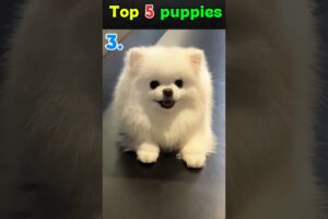 The Cutest Puppies Ever. Try Not To Smile Challenge ​🤣 #Puppies #CutePuppy #DogLovers #short video