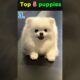 The Cutest Puppies Ever. Try Not To Smile Challenge ​🤣 #Puppies #CutePuppy #DogLovers #short video