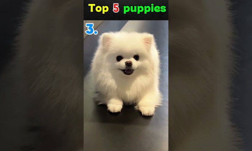 The Cutest Puppies Ever. Try Not To Smile Challenge ​🤣 #Puppies #CutePuppy #DogLovers #short video