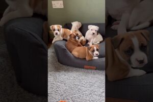 The Cutest Puppy Board Meeting Ever 🐶 Pied Staffordshire Bull Terrier Puppies