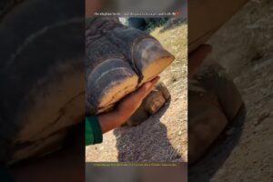 The Day an Elephant Asked Me for Help 🐘❤️ | Emotional Real Story #animalrescue #animals #shorts