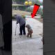 “The Funniest Animal Moments You’ll See Today 😂🐾 | Try Not to Laugh!” #Shorts #funny #funnyanimals