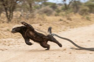 The Moment The Badger Realizes its Legs Aren’t Listening