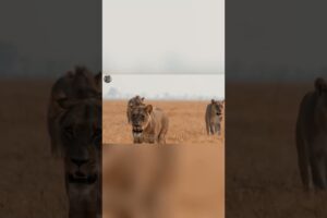 The Most Brutal Animal Fights Ever Filmed