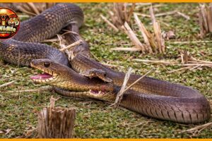 The Most Brutal Snake vs Snake Battles Ever Recorded | Animal Fight