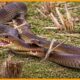 The Most Brutal Snake vs Snake Battles Ever Recorded | Animal Fight