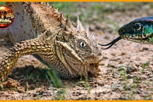 The Mystery of Survival: Why Snakes Lose to Smarter Predators | Animal Fight