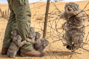 The Pallas’s Cat Kittens Refused To Leave Until Their Mother Was Rescued| Animal Rescue Film