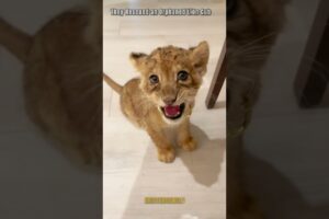 The Team Rescued Simba and Helped Him Become a King#lion