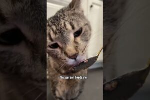 The Truth About Dogs And Cats 😂 #bernesemountaindog #dogvideo #catvideo #cuteanimals