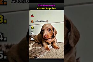 The internets cutest puppies