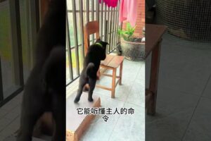 The love for these cute puppies grows day by day #dog #pet #cutedog #puppy #puppylove #cuteanimal