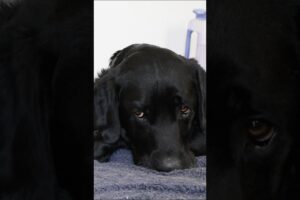 The shelter dog that's been waiting the longest ❤️ #adoptme #shelterdog #emotional