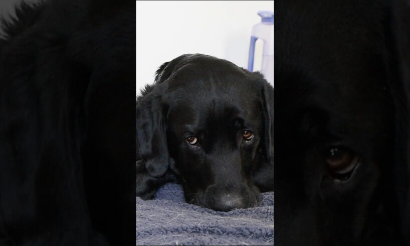 The shelter dog that's been waiting the longest ❤️ #adoptme #shelterdog #emotional