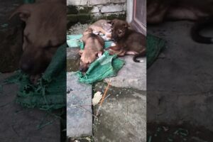 The world's cutest puppies can't sleep at night because of the mosquitoes #awareness #humanity