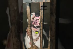 These Cute Puppies Turn Into Dangerous Beasts!