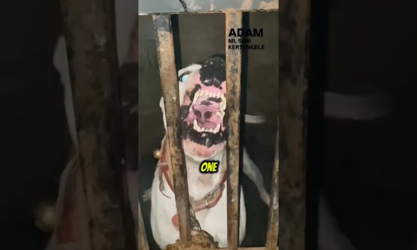 These Cute Puppies Turn Into Dangerous Beasts!