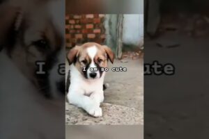 These cute puppies deserve ❤️#shorts #dog