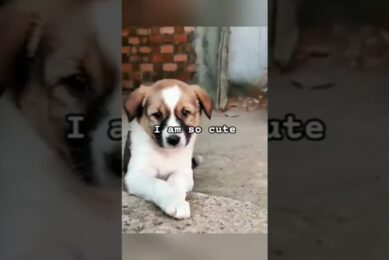 These cute puppies deserve ❤️#shorts #dog