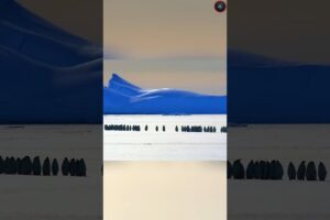 They Weren’t Allowed to Help… Then Did the Unthinkable! 😮🐧 (@BBC) #shorts #viralvideo