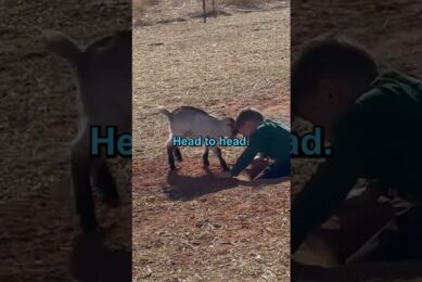 This Baby Goat Loves Playing Head Bumps 🥹🐐 #shorts #animals #cute