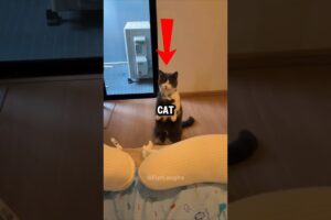 This CAT Wants To Play With His Friend 🥺