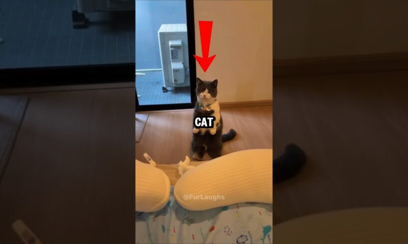 This CAT Wants To Play With His Friend 🥺