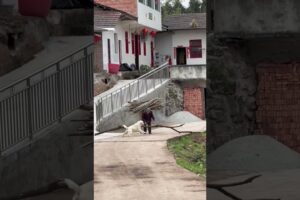 This Dog Saw Her Struggling & Did This... 😭