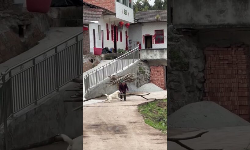 This Dog Saw Her Struggling & Did This... 😭