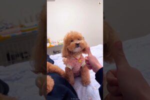 This Dog Tried to Play Smart