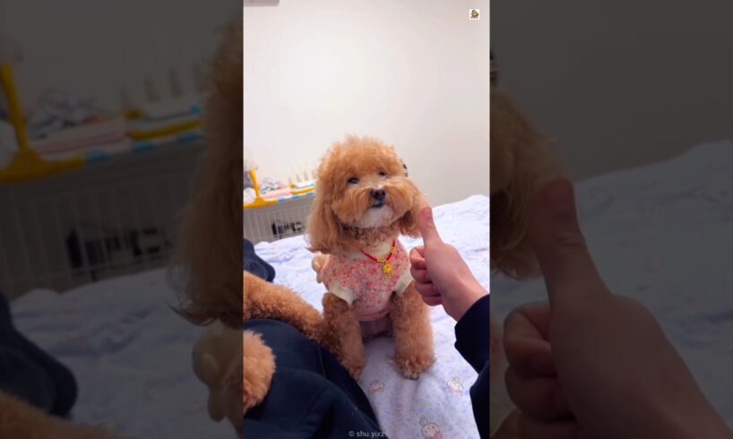 This Dog Tried to Play Smart