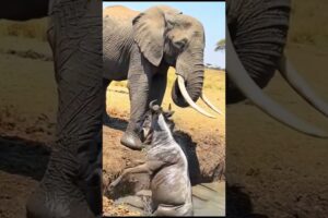 This Female Elephant Tries to Save This Wildebeest Stuck in Muddy Waterhole Part 1