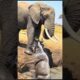 This Female Elephant Tries to Save This Wildebeest Stuck in Muddy Waterhole Part 1
