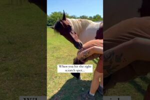 This Is How You Know a Horse Is Happy