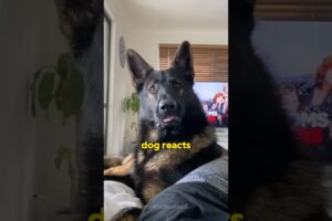 This Is What Happens When You Adopt a Retired Police Dog!