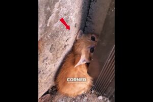 This abandoned Kitten… Then Everything Changed 🥺 #shortfeed