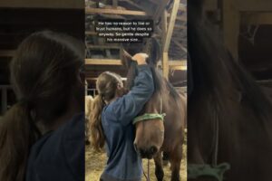 This beautiful horse enters his biggest fight with Ally